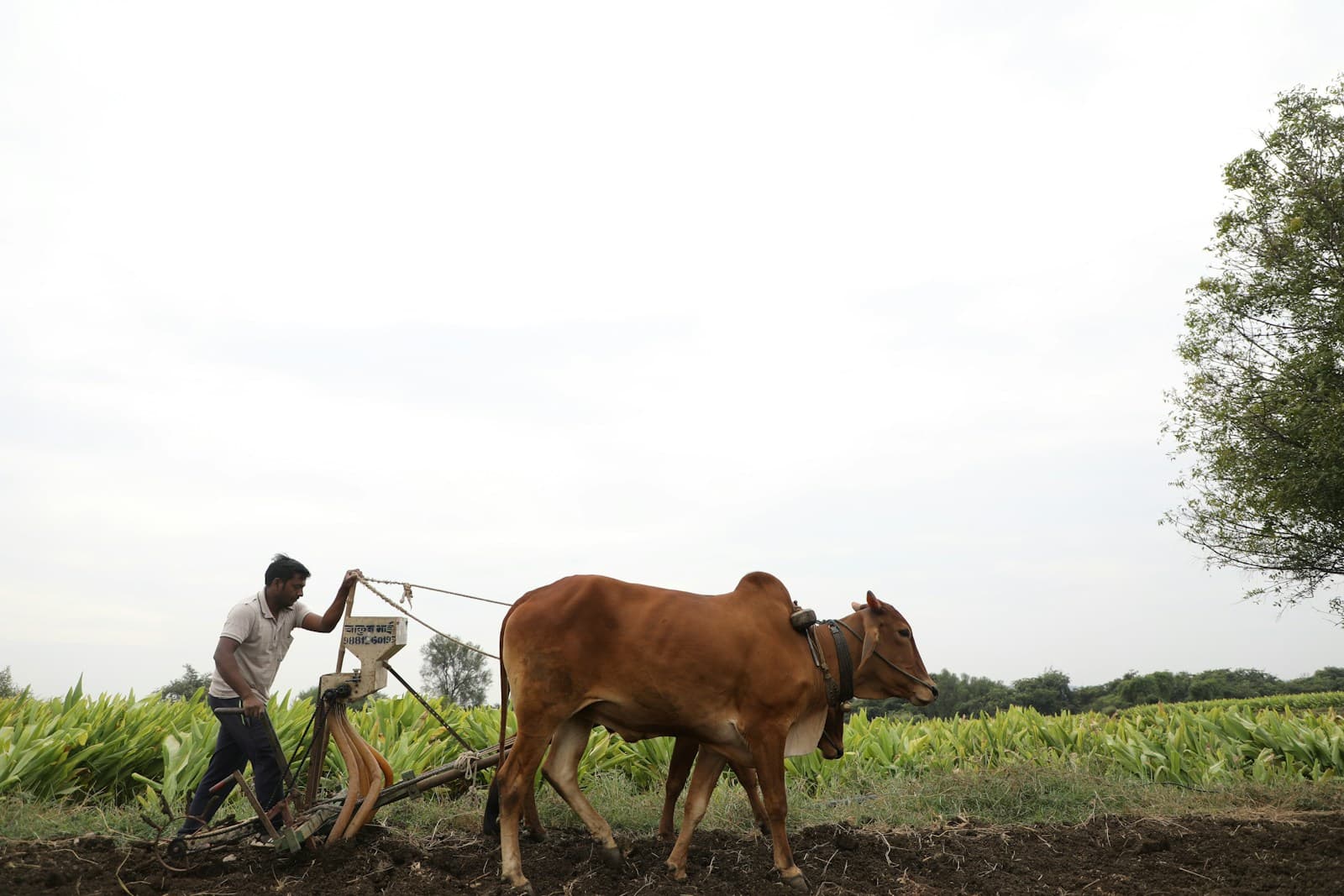 A farmer ploughing a field behind a bullock