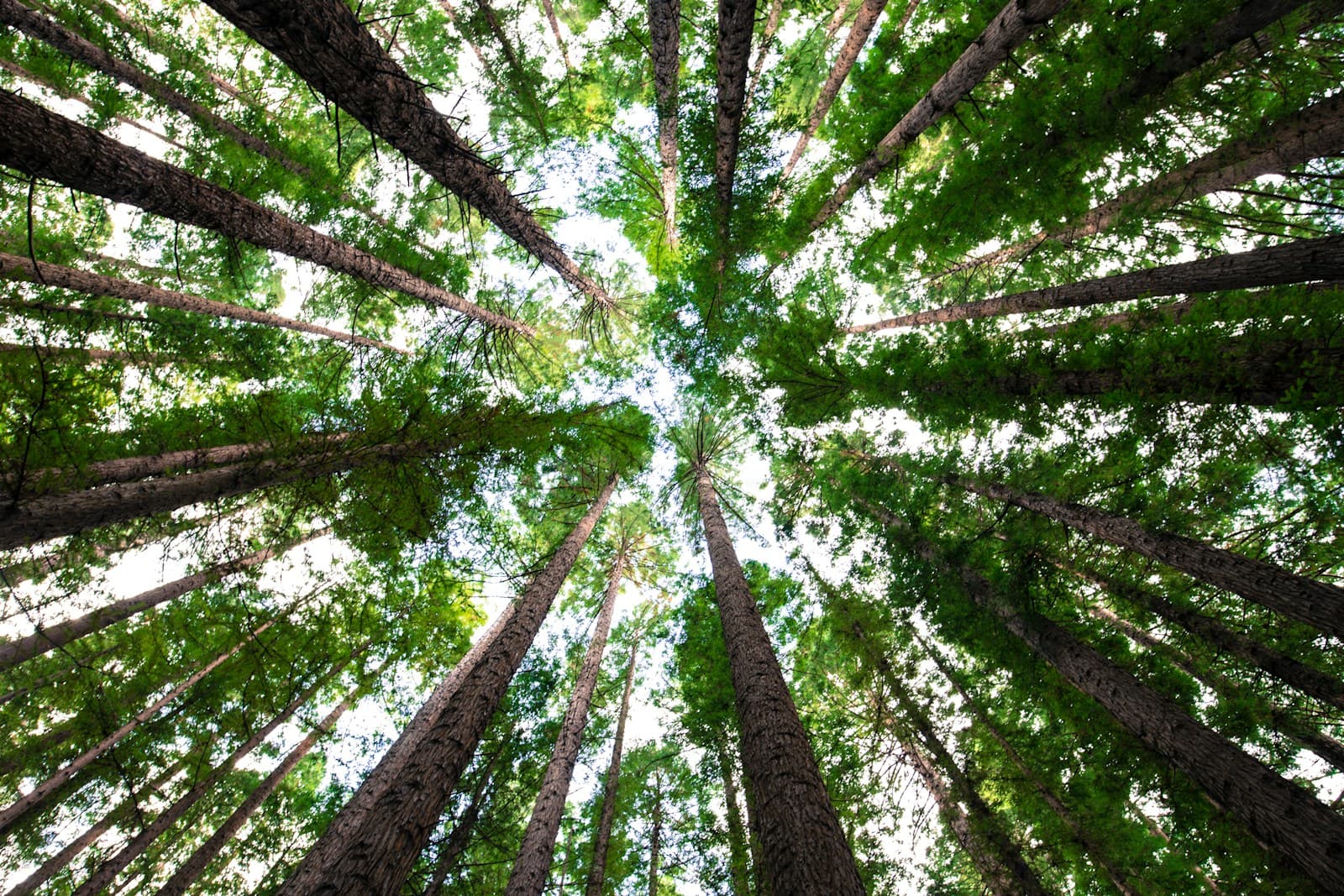 Tall forest trees seen from the ground looking up into the canopy