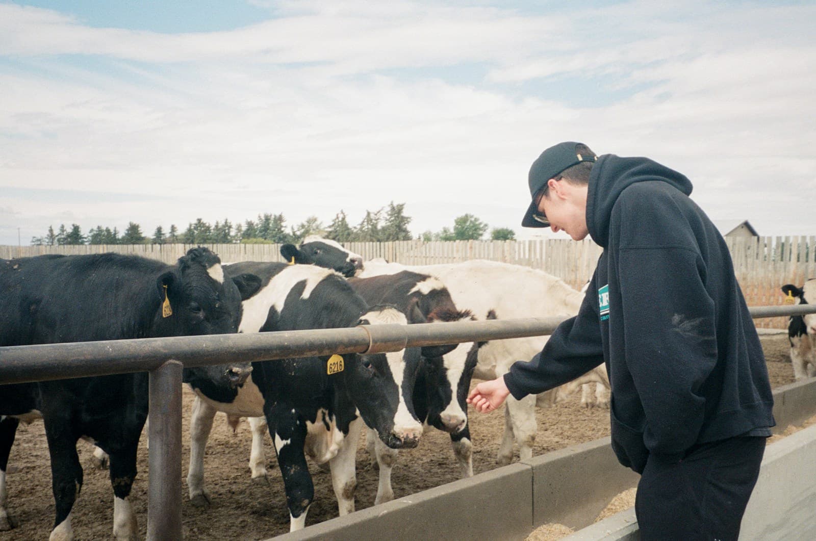 A stockman tending dairy cattle at a feed rail